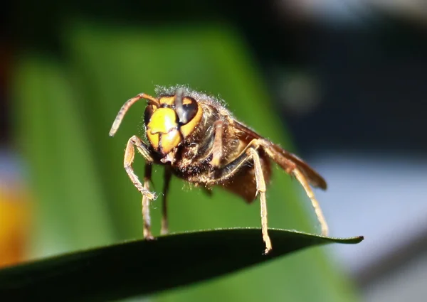 Macro foto van een insect - wasp op Bladeren. — Stockfoto