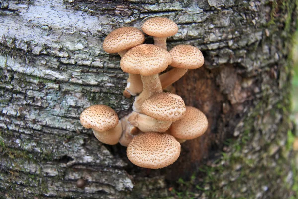 Молодые съедобные грибы - Armillariella mellea . — стоковое фото