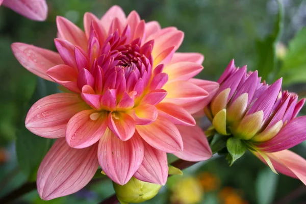 güzel sonbahar çiçekler - dahlia aster aile.