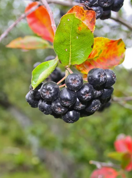 siyah chokeberry meyve - aronia melanocarpa demet.