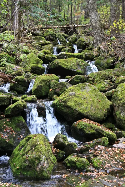 Zona aislada de bosque denso y un arroyo en las montañas . — Foto de Stock