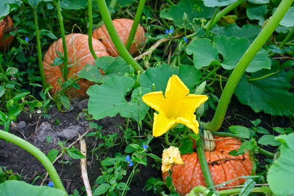 La calabaza vegetal más grande de otoño - Cucurbita pero L . —  Fotos de Stock