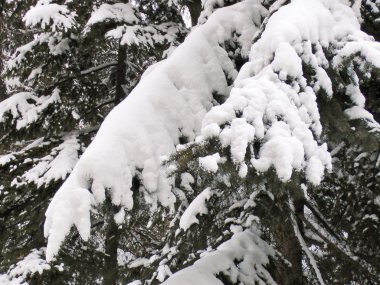 Ladin dallarında kar yağar