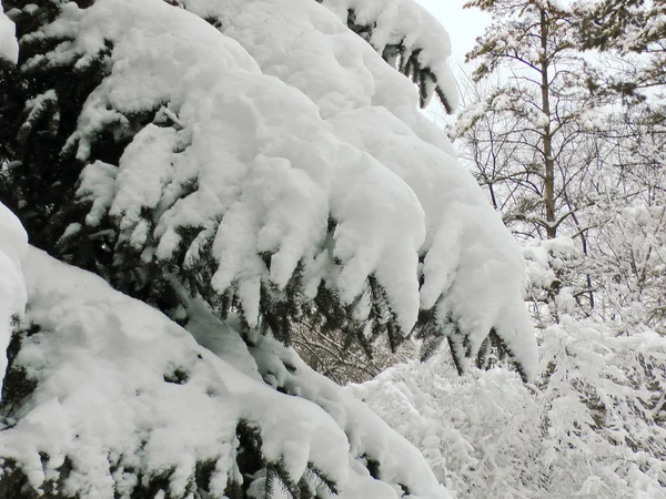 Snow on the branches of spruce — Stock Photo, Image