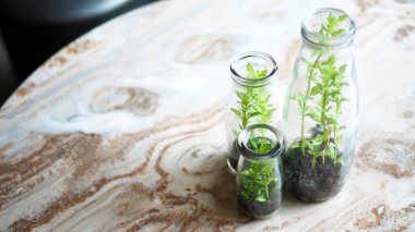 Cam şişedeki mini ağaç yeşil konsepti geri dönüştürüyor çevre bitkisi