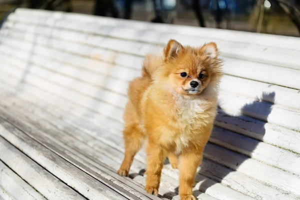 : pequeno cão da Pomerânia jogando ao ar livre — Fotografia de Stock