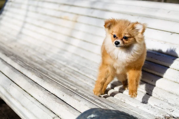 : piccolo cane pomeriano giocare all'aperto — Foto Stock