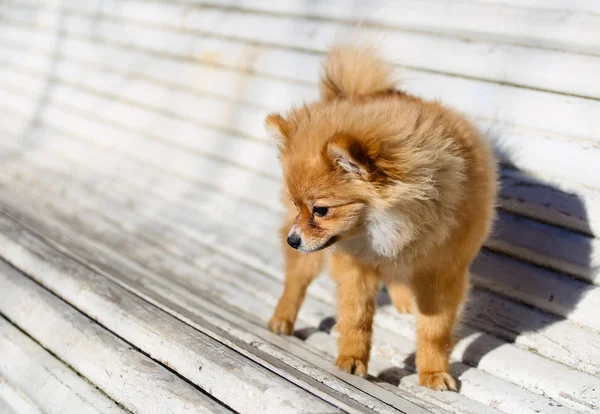 : piccolo cane pomeriano giocare all'aperto — Foto Stock