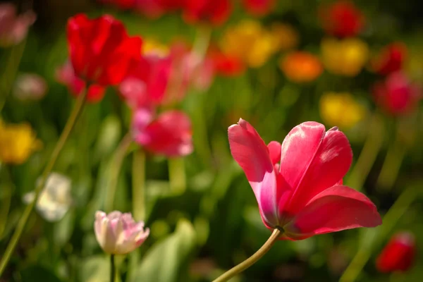 Tulips in the park. Spring outdoor landscape. — Stock Photo, Image