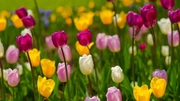 Tulips in the park. Spring outdoor landscape. — Stock Photo, Image