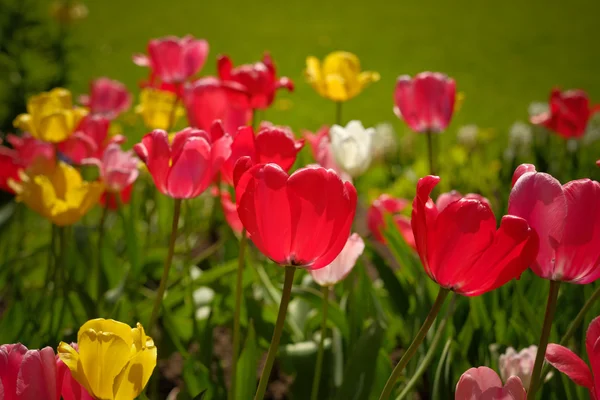Tulips in the park. Spring outdoor landscape. — Stock Photo, Image