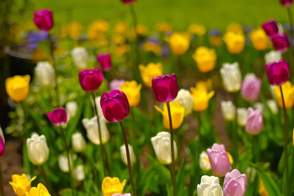 Tulips in the park. Spring outdoor landscape. — Stock Photo, Image