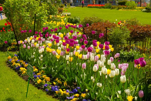 Tulipany w parku. odkryty pejzaż wiosna. — Zdjęcie stockowe