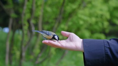 kadın görünümünü ' s tahıl tutarak ve besleme birds el