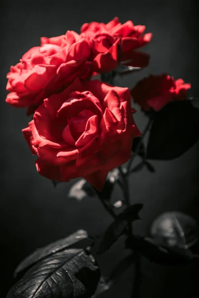 黑色背景的红玫瑰. — 图库照片
