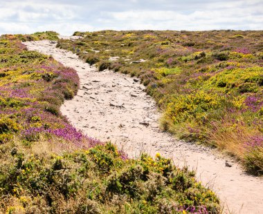Yol ile sarı gorse ile kaplı alanlar
