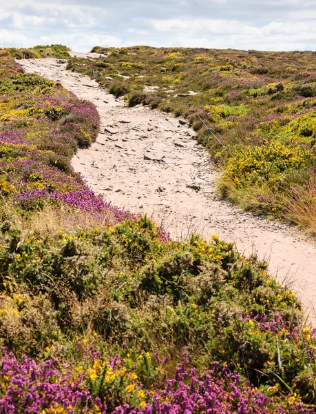 Route à travers les champs couverts de gorse jaune — Photo