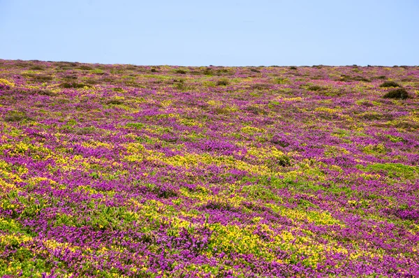 Field covered with wild  flowers — Stock Photo, Image