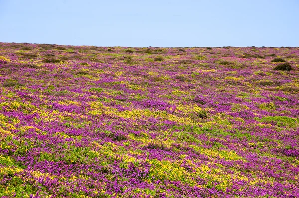 Mark dekket med ville blomster – stockfoto