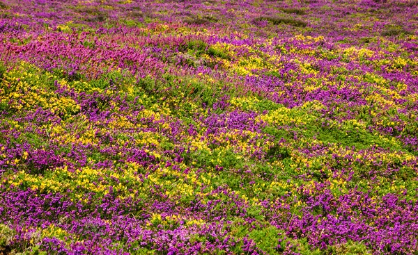 Campo coberto de flores silvestres — Fotografia de Stock