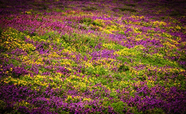 Området täcks med vilda blommor — Stockfoto