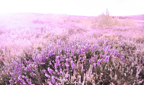 Mütze erquy Hügel mit violetten Heidekrautblüten bedeckt — Stockfoto