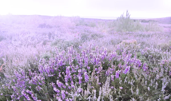 WPR Erquy wzgórza pokryte fiolet kwiatów wrzosu — Zdjęcie stockowe