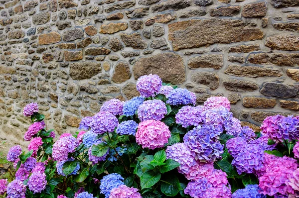 Wet violet hydrangea flowers — Stock Photo, Image