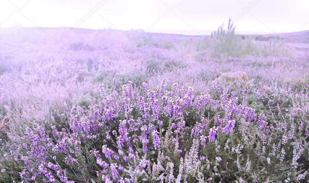 Cap Erquy hills covered with violet heather flowers