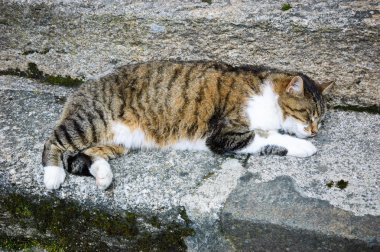Eski Yosunlu taş merdiven üzerinde uyuyan kedi