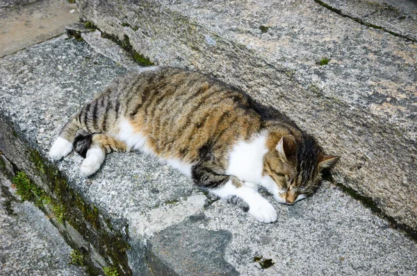 Kočka spící na starých mechem kamenné schodiště — Stock fotografie