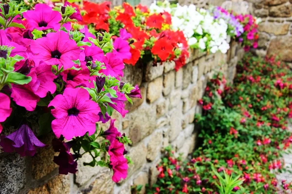 Antigua pared de piedra decorada con flores de petunia de colores —  Fotos de Stock