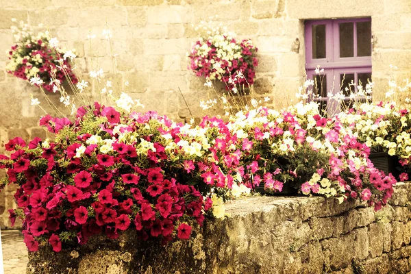 Antigua casa de piedra decorada con coloridas flores de petunia —  Fotos de Stock