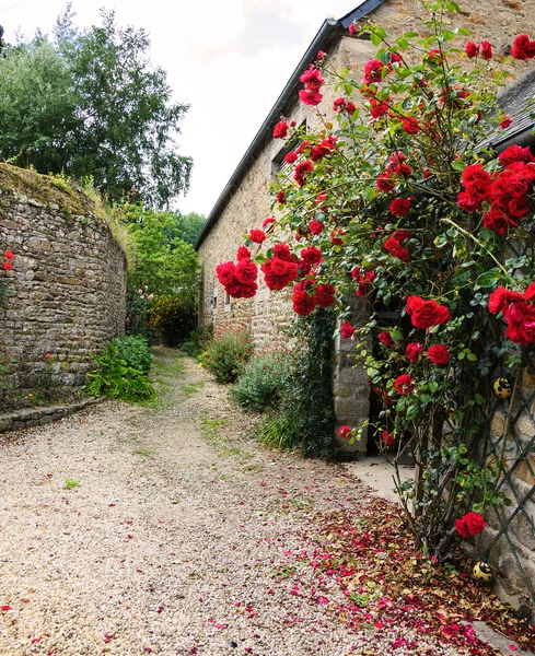 Rosas vermelhas arbustos perto de casa rural velha — Fotografia de Stock
