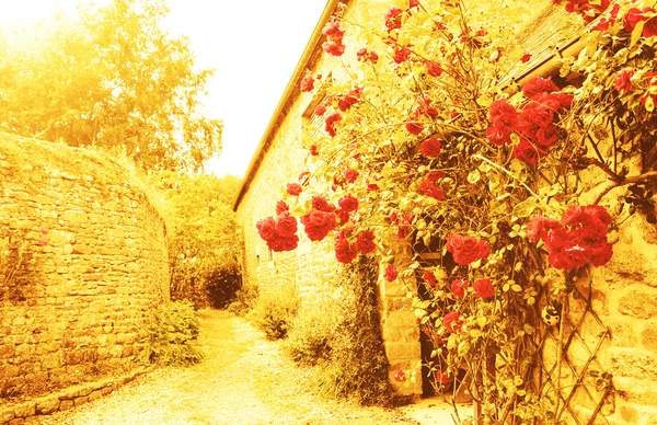 오래 된 시골 집 근처 빨간 장미 덤 불 — 스톡 사진