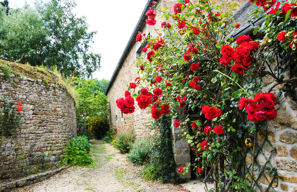 Red roses bushes near old rural house