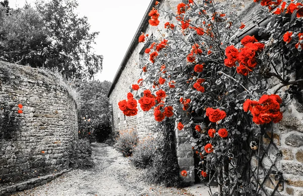 Rosas rojas arbustos cerca de la antigua casa rural —  Fotos de Stock