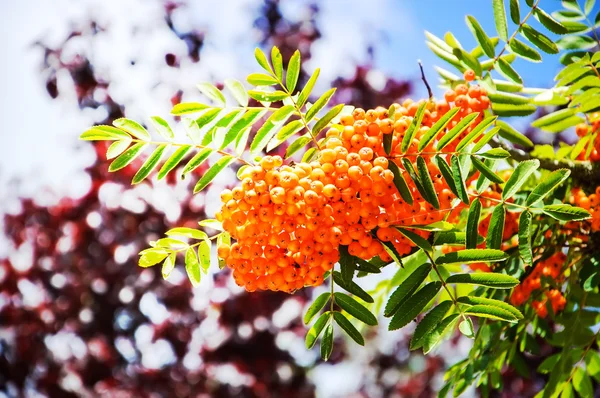 RIPE klasar av Rönnbär — Stockfoto