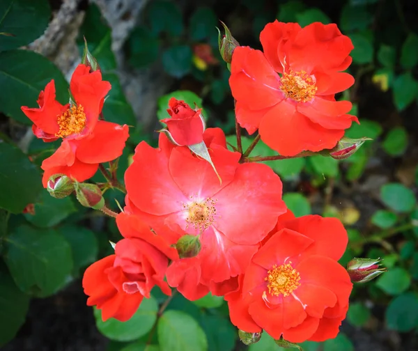 Rosas vermelhas do cão — Fotografia de Stock