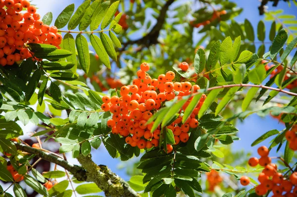 RIPE klasar av Rönnbär — Stockfoto