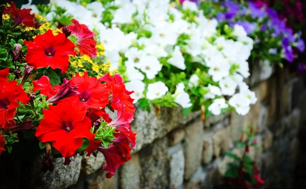 Old stone wall decorated with colorful petunia flowers — Stock Photo, Image