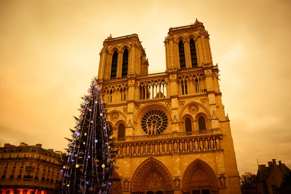 Noel ağacı önünde Notre Dame Katedrali