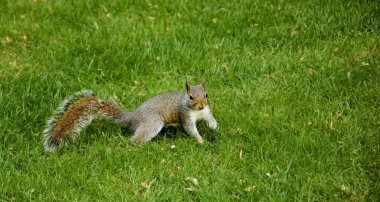 Parkta Doğu tilki sincap