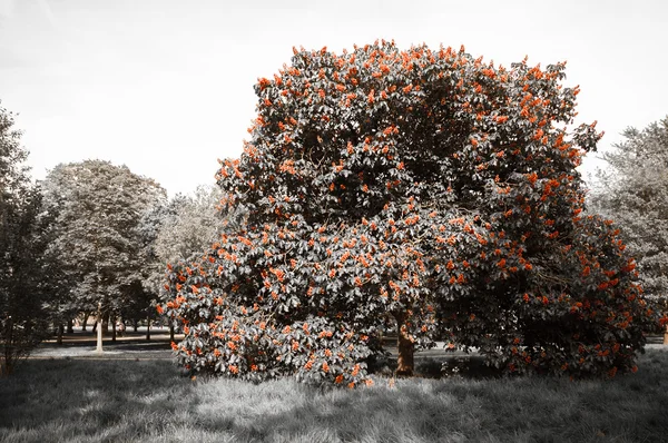 Roze kastanjeboom bloeien in het park — Stockfoto
