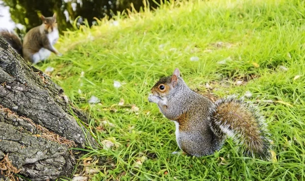 Två östra Fox ekorrar i parken — Stockfoto