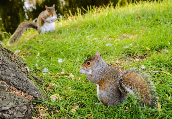 Dos ardillas de zorro oriental en el parque —  Fotos de Stock