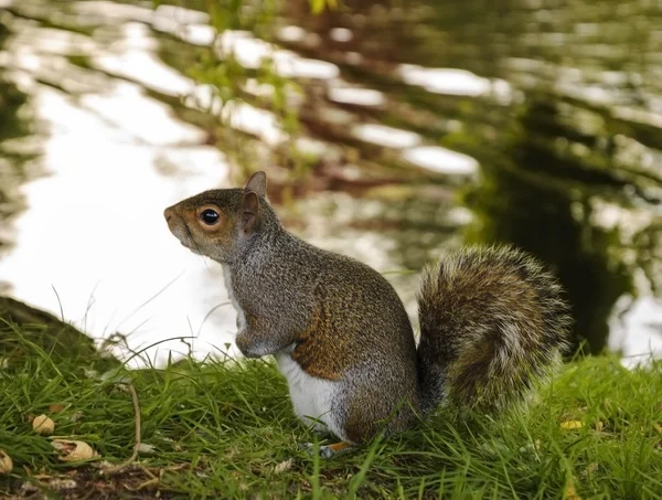 Ardilla de zorro oriental cerca del lago en el parque —  Fotos de Stock