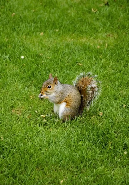 Östra Fox ekorre i parken — Stockfoto