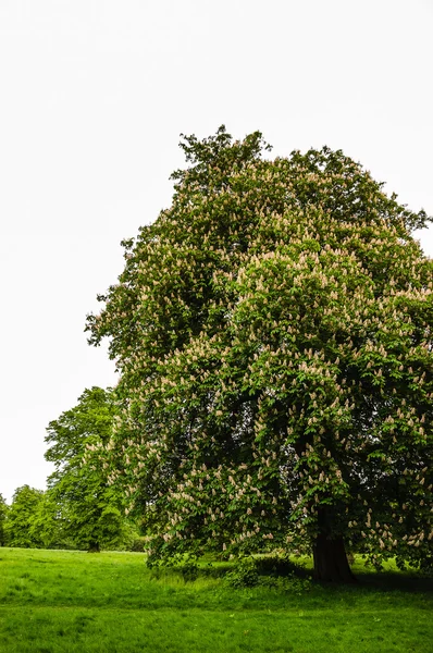 Castagno in fiore nel parco — Foto Stock