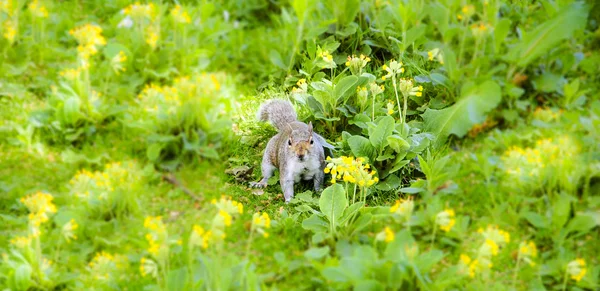 Oost-Fox squirrel op de weide met bloemen. — Stockfoto